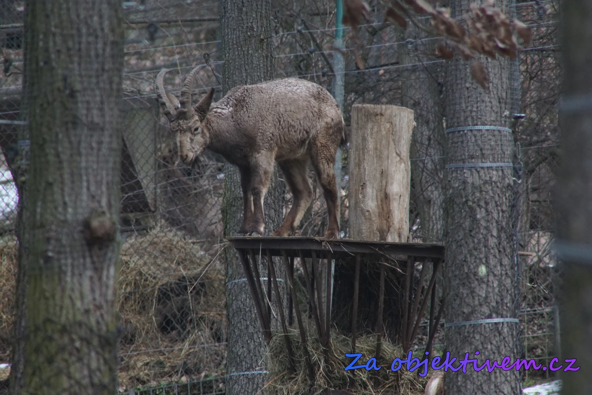 Kozorožec sibiřský